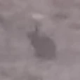 Un esquivo conejo.